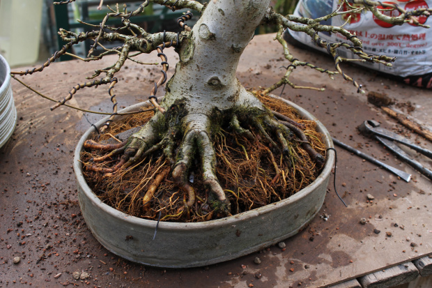 Roots Maple bonsai